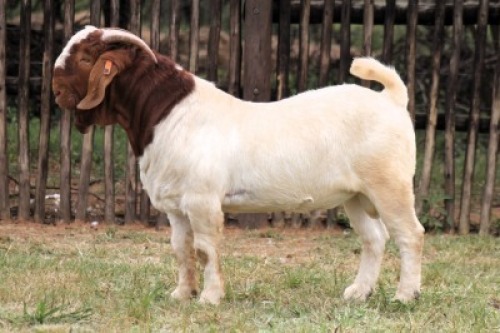 1X BOER GOAT Commercial BUCK Onderberg Boerbok Stoet