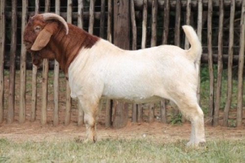 1X BOER GOAT Commercial BUCK Onderberg Boerbok Stoet
