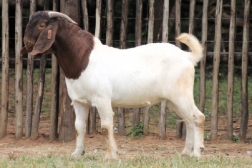 1X BOER GOAT FIT TO TRAVEL BUCK Onderberg Boerbok Stoet