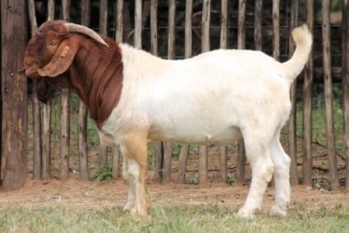 1X BOER GOAT FLOCK 21-1047 BUCK Onderberg Boerbok Stoet