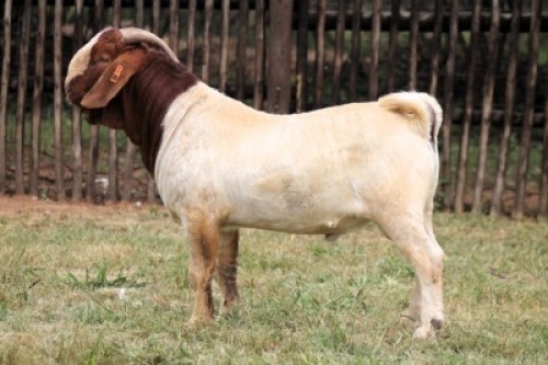1X BOER GOAT FIT TO TRAVEL BUCK Onderberg Boerbok Stoet