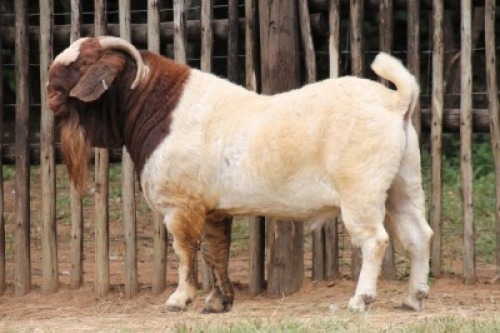 1X BOER GOAT Commercial BUCK Onderberg Boerbok Stoet