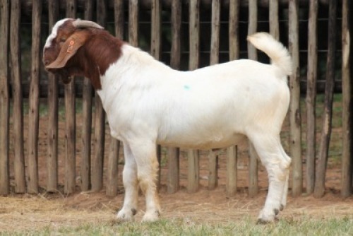 1X BOER GOAT FIT TO TRAVEL BUCK Onderberg Boerbok Stoet