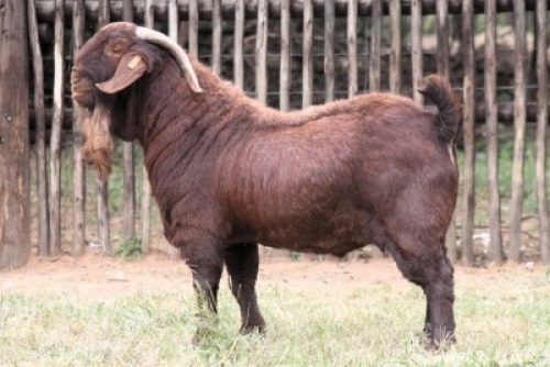1X KALAHARI RED Commercial BUCK Onderberg Boerbok Stoet