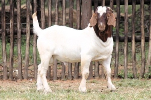 1X BOER GOAT FIT TO TRAVEL BUCK Onderberg Boerbok Stoet