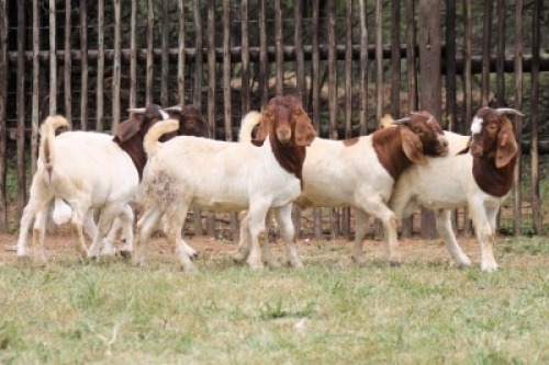 5X BOER GOAT NOT GRADED BUCK Onderberg Boerbok Stoet (Per animal to take the lot)