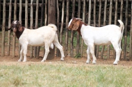 2X BOER GOAT NOT GRADED BUCK Onderberg Boerbok Stoet (Per animal to take the lot)