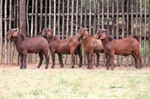 4X KALAHARI RED NOT GRADED BUCK Onderberg Boerbok Stoet (Per animal to take the lot)