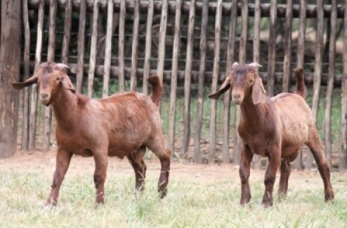 2X KALAHARI RED NOT GRADED BUCK Onderberg Boerbok Stoet (Per animal to take the lot)