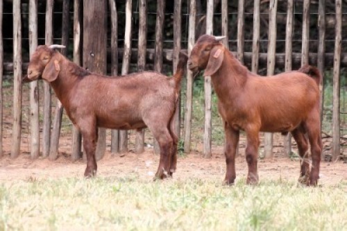 2X KALAHARI RED NOT GRADED BUCK Onderberg Boerbok Stoet (Per animal to take the lot)