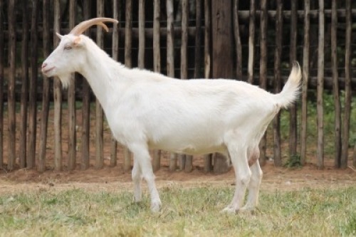 1X SAANEN MILK GOAT - DOE Onderberg Boerbok Stoet