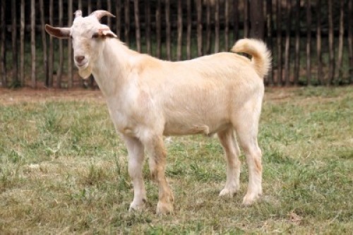 1X (CROSS) SAANEN MILK GOAT - BUCK Onderberg Boerbok Stoet