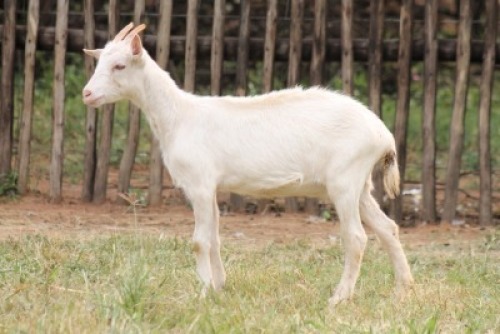 1X SAANEN MILK GOAT - DOE Onderberg Boerbok Stoet