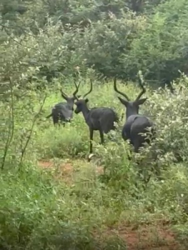 1X HUNTING PACKAGE - Whittal Game Farm & Safaris