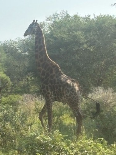 1X HUNTING PACKAGE - Whittal Game Farm & Safaris