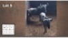 2 X BLOUWILDEBEESTE M:2 (Per Piece to take the lot/Per stuk om lot te neem)