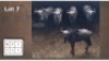 5 X BLOUWILDEBEESTE V/F:5 (Per Piece to take the lot/Per stuk om lot te neem)