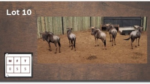 5 X BLOUWILDEBEESTE V/F:5 (Per Piece to take the lot/Per stuk om lot te neem)