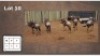 5 X BLOUWILDEBEESTE V/F:5 (Per Piece to take the lot/Per stuk om lot te neem)
