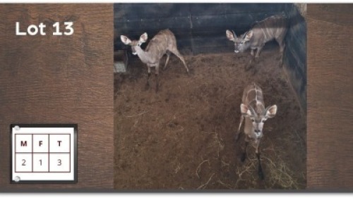 3 X KOEDOE M:2 V/F:1 (Per Piece to take the lot/Per stuk om lot te neem)