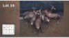 7 X BLESBOKKE V/F:7 (Per Piece to take the lot/Per stuk om lot te neem)