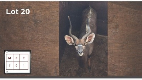 1 X NYALA M:1