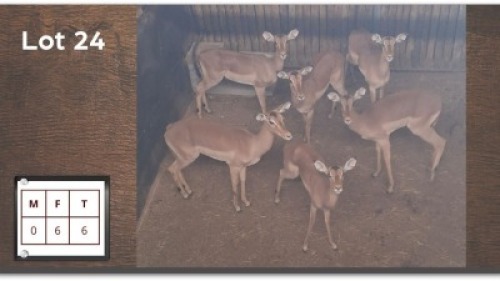 6 X ROOIBOKKE V/F:6 (Per Piece to take the lot/Per stuk om lot te neem)