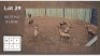 7 X BLESBOKKE M:7 (Per Piece to take the lot/Per stuk om lot te neem)