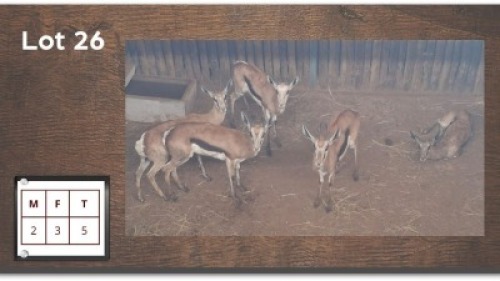 5 X SPRINGBOKKE M:2 V/F:3 (Per Piece to take the lot/Per stuk om lot te neem)