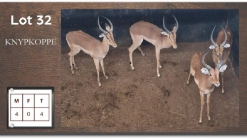 4 X ROOIBOKKE M:4 (Per Piece to take the lot/Per stuk om lot te neem)