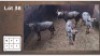 4 X BLOUWILDEBEESTE M:4 (Per Piece to take the lot/Per stuk om lot te neem)