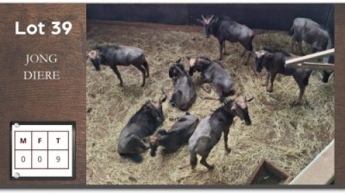 9 X BLOUWILDEBEESTE (Per Piece to take the lot/Per stuk om lot te neem)