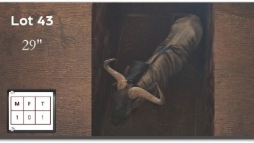 1 X BLOUWILDEBEES M:1