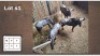 4 X BLOUWILDEBEESTE V/F:4 (Per Piece to take the lot/Per stuk om lot te neem)