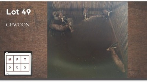 5 X BLESBOKKE M:5 (Per Piece to take the lot/Per stuk om lot te neem)