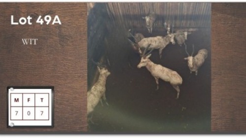 7 X WITBLESBOKKE M:7 (Per Piece to take the lot/Per stuk om lot te neem)