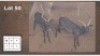 2 X SWART ROOIBOKKE M:2 (Per Piece to take the lot/Per stuk om lot te neem)
