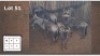 5 X BLOUWILDEBEESTE M:5 (Per Piece to take the lot/Per stuk om lot te neem)
