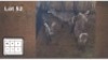 3 X WATERBOKKE V/F:3 (Per Piece to take the lot/Per stuk om lot te neem)