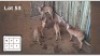 4 X NYALA (Per Piece to take the lot/Per stuk om lot te neem)