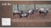 6 X BLOUWILDEBEESTE V/F:6 (Per Piece to take the lot/Per stuk om lot te neem)