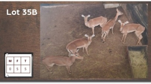 5 X ROOIBOKKE V/F:5 (Per Piece to take the lot/Per stuk om lot te neem)