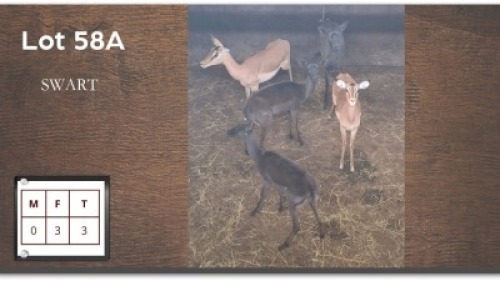 3 X ROOIBOKKE V/F:3 (Per Piece to take the lot/Per stuk om lot te neem)