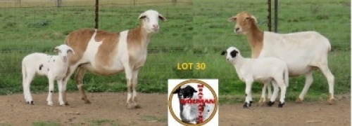2X MEATMASTER EWE Wouman Meatmasters (Per animal to take the lot)