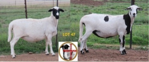 2X MEATMASTER EWE Wouman Meatmasters (Per animal to take the lot)