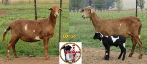 2X MEATMASTER EWE Wouman Meatmasters (Per animal to take the lot)
