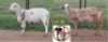 2X MEATMASTER EWE Wouman Meatmasters (Per animal to take the lot)
