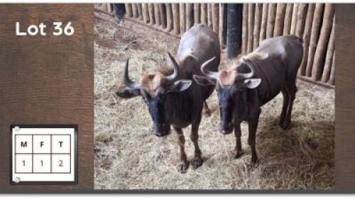 2 X BLOUWILDEBEESTE M:1 V/F:1 (Per Piece to take the lot/Per stuk om lot te neem)