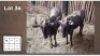 2 X BLOUWILDEBEESTE M:1 V/F:1 (Per Piece to take the lot/Per stuk om lot te neem)