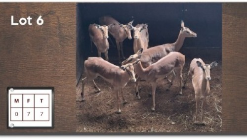 7 X ROOIBOKKE V/F:7 (Per Piece to take the lot/Per stuk om lot te neem)